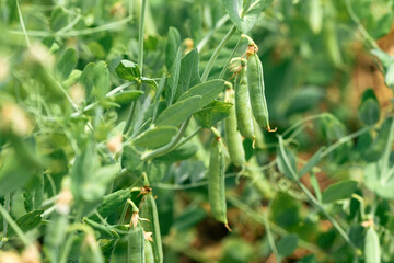 Green pea plant (Pisum sativum) in organic garden