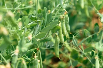 Foto op Plexiglas Green pea plant (Pisum sativum) in organic garden © Bits and Splits