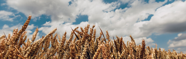Field of ripe golden wheat ears swaying in wind against blue sky with clouds during harvest season
