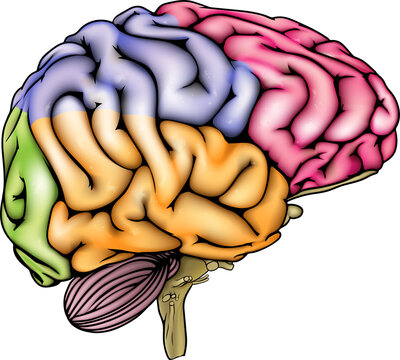 Human brain anatomy sectioned