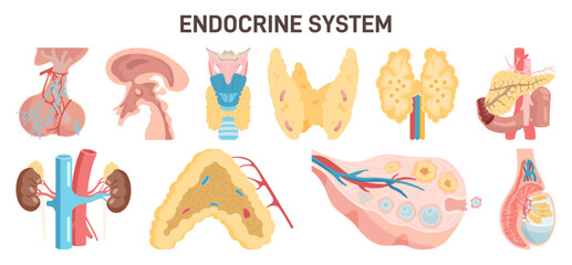 Endocrine system organs and glands. Hormone release glands of human - obrazy, fototapety, plakaty