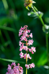 Blossom pink Astilbe flower a on a green background in summer macro photography. Light red false spirea flowering plant with mini flowers closeup photo on a sunny day.	