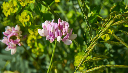 Obraz premium Securigera varia