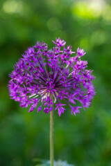 Blooming purple giant onion macro photography on a sunny summer day. A garden plant allium giganteum blooming in the form of a large purple ball close-up photo in summertime.	