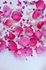 Obraz premium 白バックに３色のカラフルな薔薇の花びら