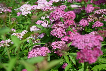 pink flowers in the garden
紫陽花