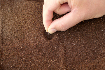 Gardener planting a sunflower seed in fresh high quality seed raising mix. Cropped hand sowing a dark colored sunflower seed