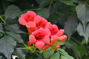 Trumpetvine (Campsis radicans) red flowers bloom in summer garden on background of green leaves. Gardening concept. Free copy space.