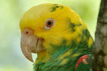Portrait of beautiful Yellow-headed Amazon Parrot in Mexico on green blurry background behind the branch. High quality photo