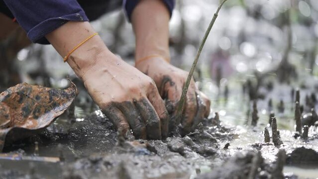 Close up hands planting tree mangrove grow