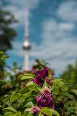 Fototapeta na wymiar Abeja en flor con la Fernsehturm de fondo