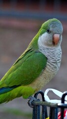 Green macaw