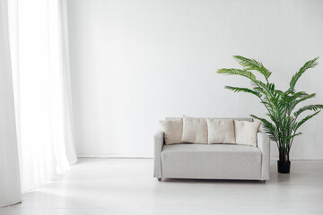 green palm plant and sofa in the interior of the white room decor
