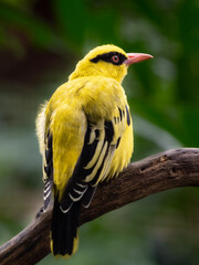 Fototapeta premium Vogel