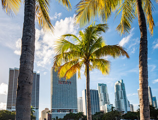 Naklejka premium Palm trees at Biscayne Park, Downtown Miami, Florida