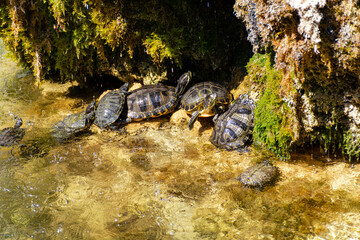 a group of turtles bask on the shore of a pond against the background of flying splashes of water