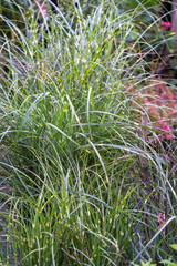 High grass close up © Piotrek J.