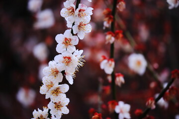 春の美しい梅の花