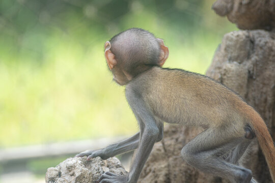 子ザル の画像 1 142 件の Stock 写真 ベクターおよびビデオ Adobe Stock