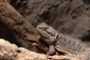 見つめるトカゲ
