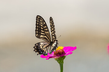 アゲハチョウ