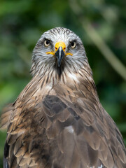 Adler