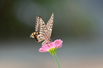 花に止まるアゲハチョウ