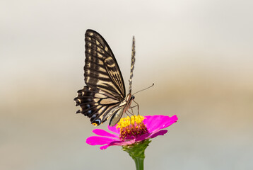 花に止まるアゲハチョウ