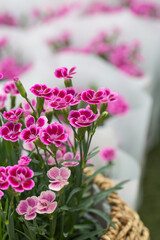 Outdoor blooming pink flowers and green leaves，Dianthus chinensis
