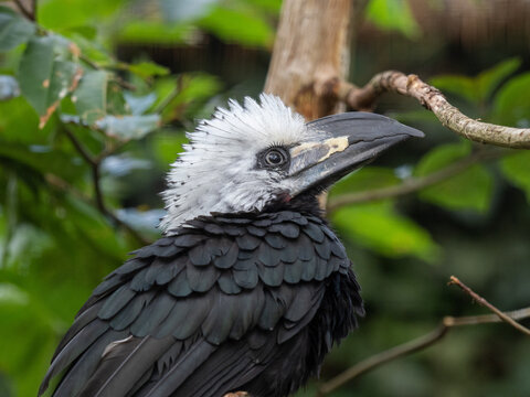 Tukan Bilder Durchsuchen 1,600 Archivfotos, und Videos