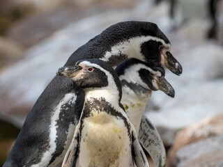 Naklejka premium Humboltpinguin