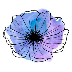Anemone line art flower on watercolor background floral element for design