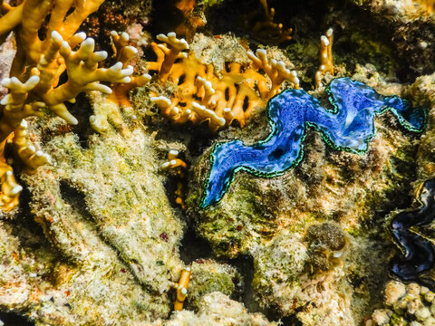 Blue Giant Clam Shell In The Red Sea