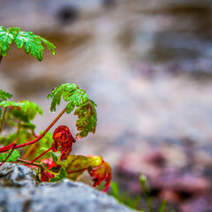 The raindrops rest on the bright red and green leaves of a 