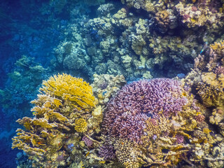 different colors from the corals while snorkeling on vacation