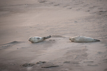 zwei junge Seehunde / Robben am Sandstrand, ausruhen