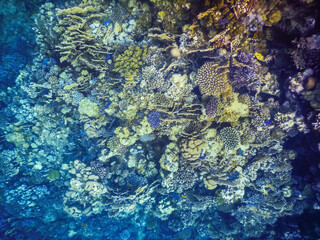 different colorful corals in the red sea in egypt