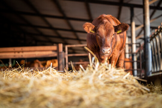 Low angle view of calf standing in cowshed at the farm.