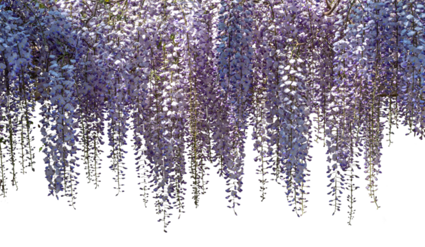 Wisteria flowers branch