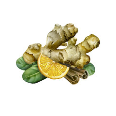 Hand Drawn Ginger watercolor sketch. Illustration For Food Design.