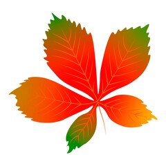 Autumn leaf