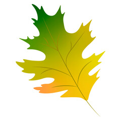 Autumn leaf