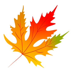 Autumn leaf