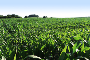 Beautiful agricultural field with green corn plants on sunny day