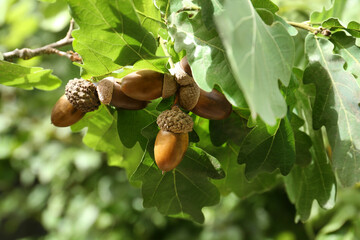 Oak branch with acorns and leaves outdoors, closeup