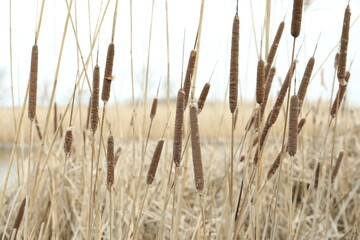 Fototapeta premium Many beautiful dry reeds in countryside, closeup