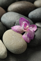 Spa stones and orchid flower on grey table, closeup