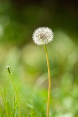 Beautiful dandelion in green grass outdoors, closeup view