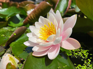 Gorgeous blooming water lily in pond on sunny day