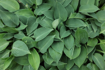 Beautiful hosta plant with green leaves, closeup view © New Africa